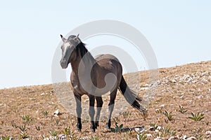 Wild Horse Grulla Gray colored Band Stallion with tail blowing in the wind on Sykes Ridge in the Pryor Mountains in Montana